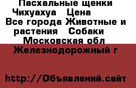 Пасхальные щенки Чихуахуа › Цена ­ 400 - Все города Животные и растения » Собаки   . Московская обл.,Железнодорожный г.